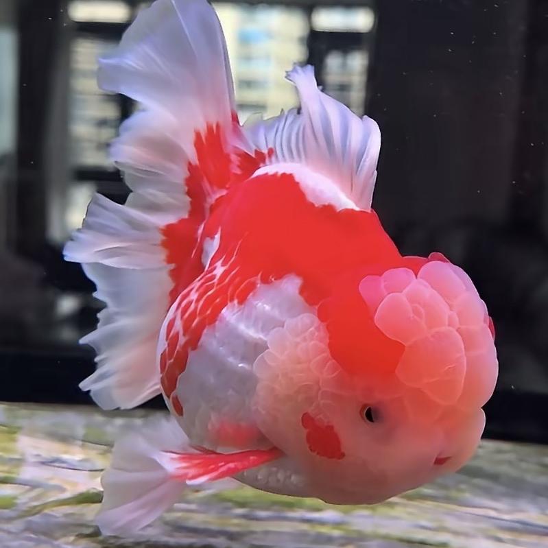 一展金鱼