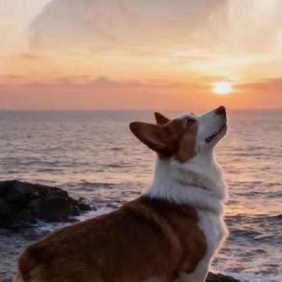 ᥫᩣ ᥫᩣ ᥫᩣ豆宝宝