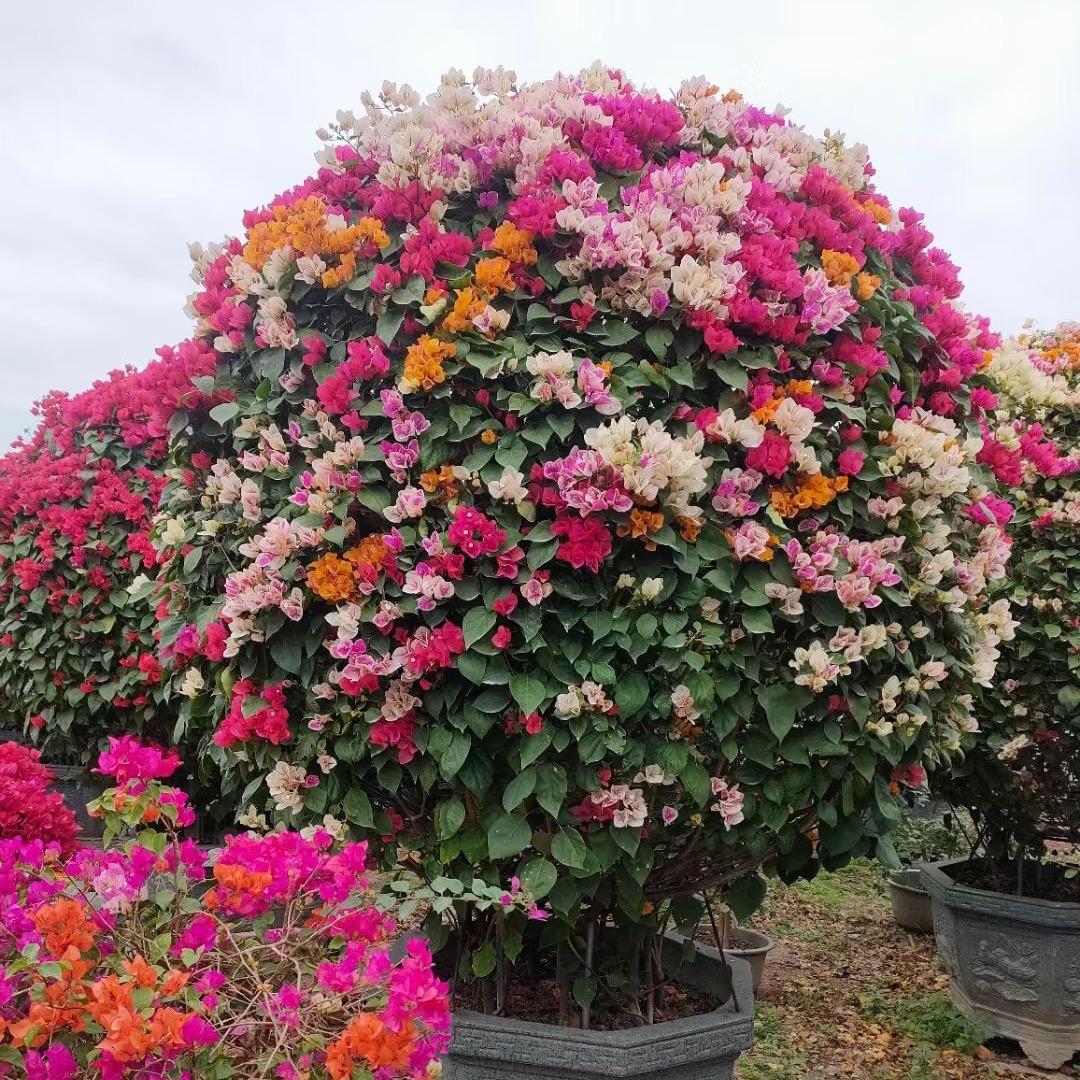 花满苑
