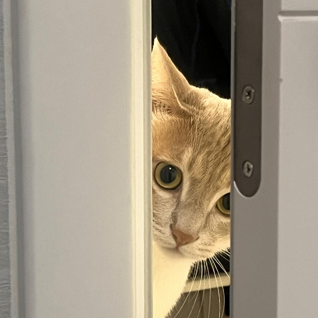 猫建国