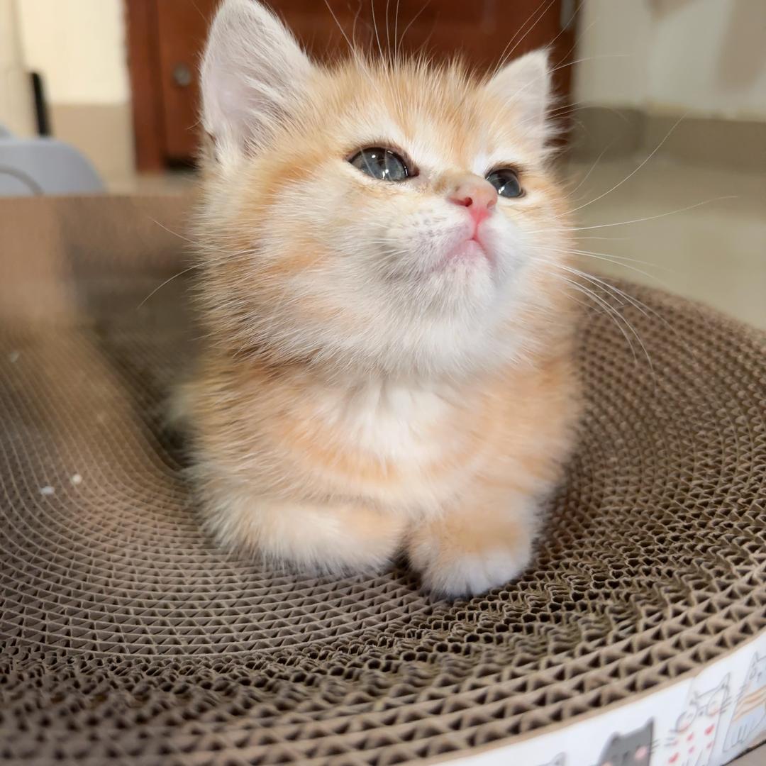 金渐层榴莲小猪