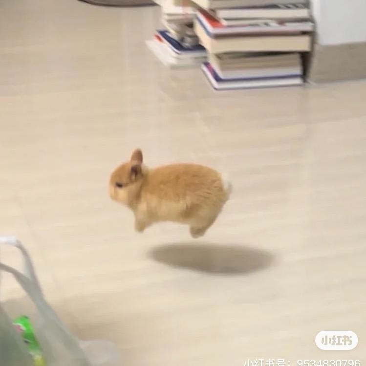 椿…