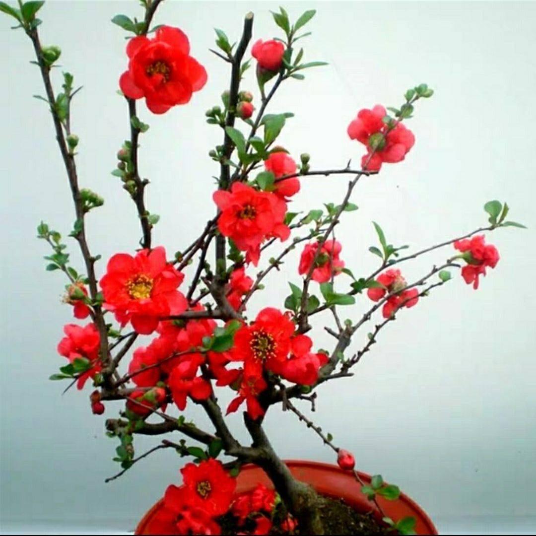 樱之瑞花卉