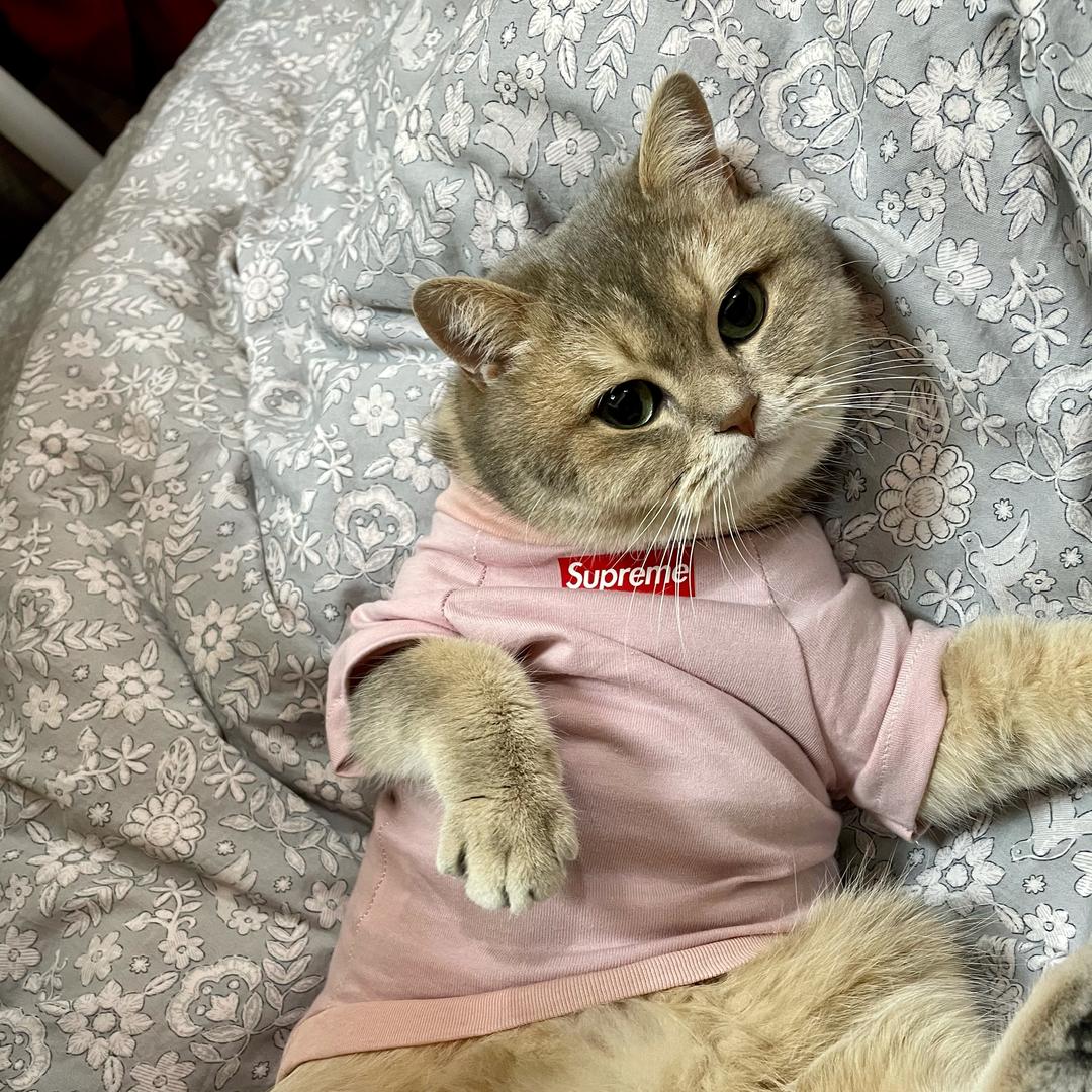 红铝鱼驴与绿驴鱼铝