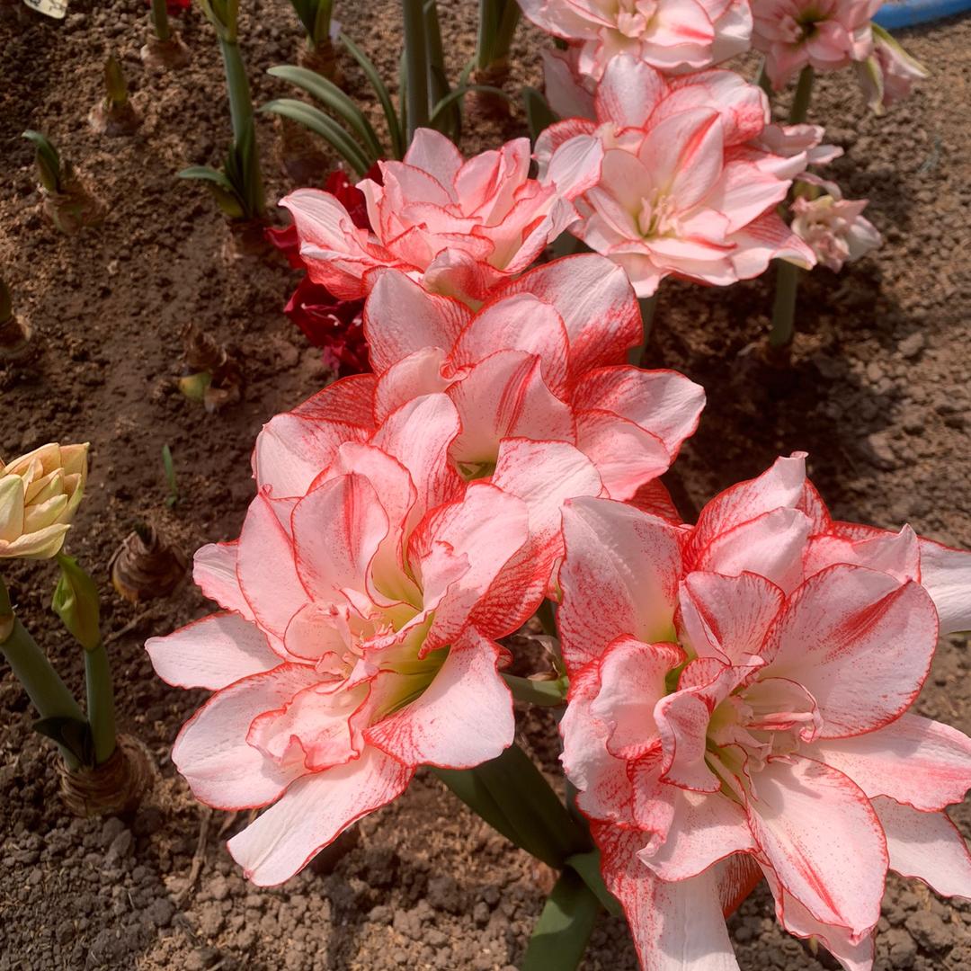 朱顶红一香柏木花卉园艺