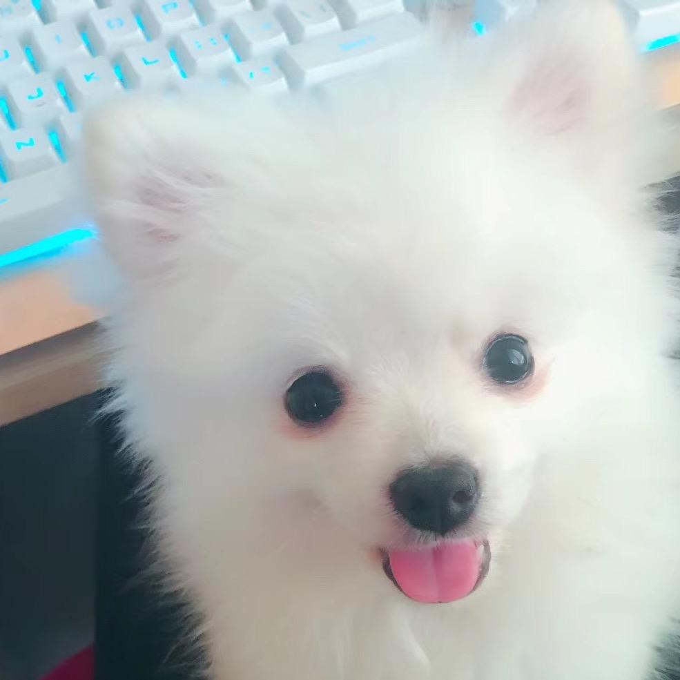 叮当萌宠