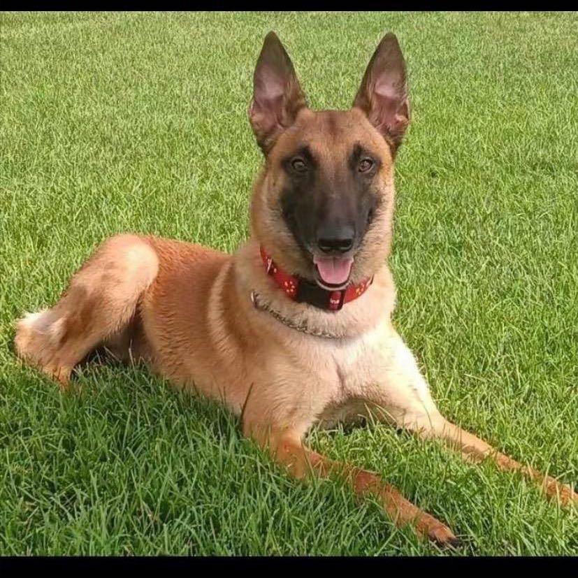 -汪 先 生-（训犬）