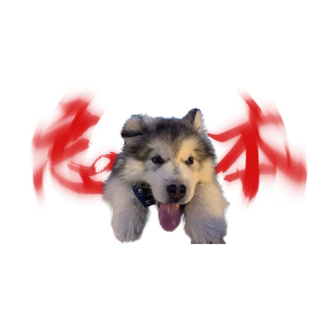 毛球（忘本狗子）