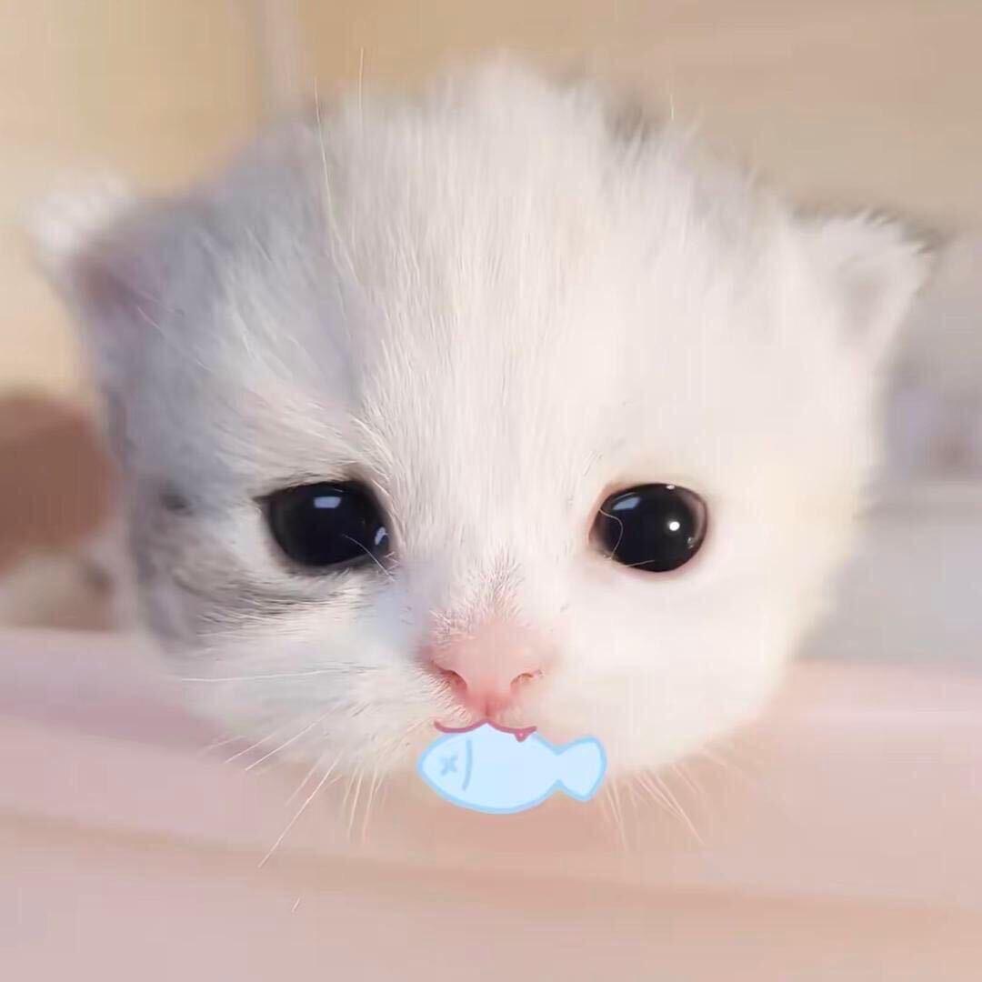 雪q