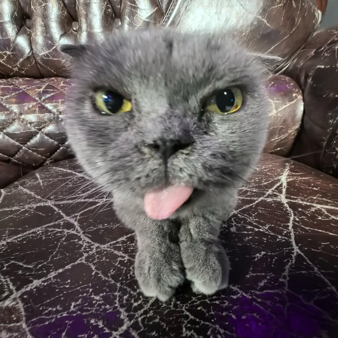 小虎牙