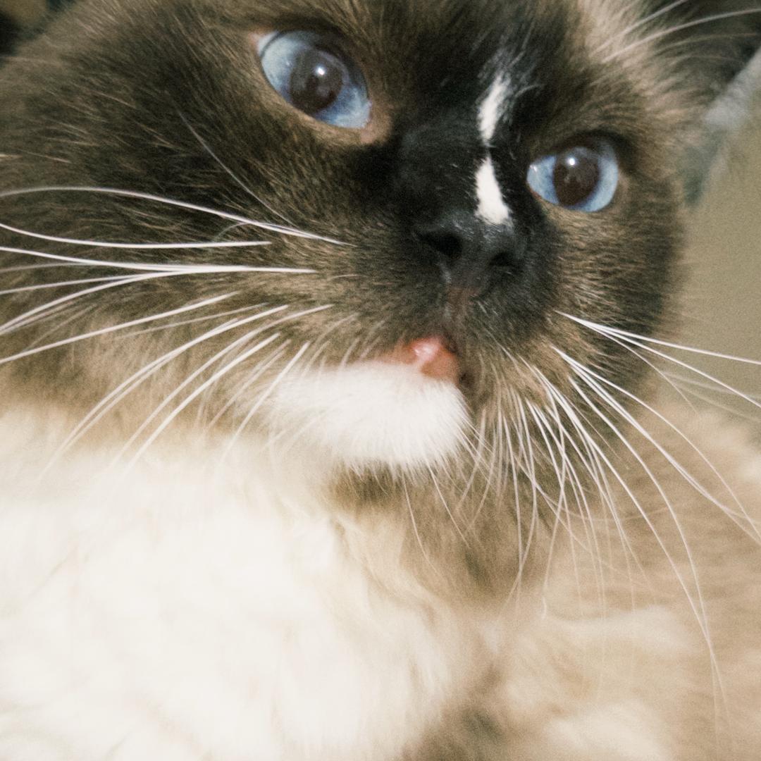 球球是一只猪咪