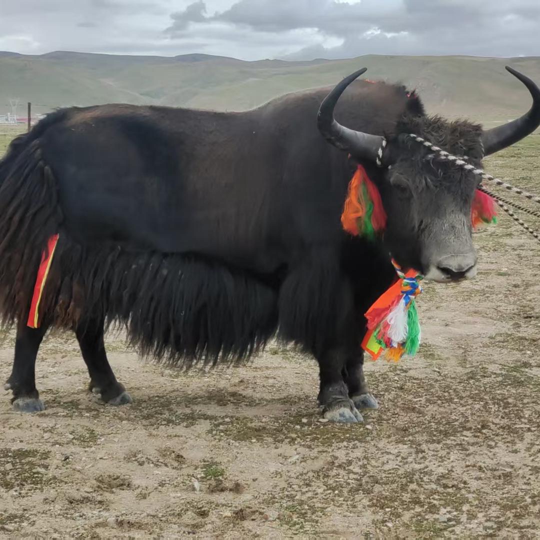 老味道当雄牦牛肉干
