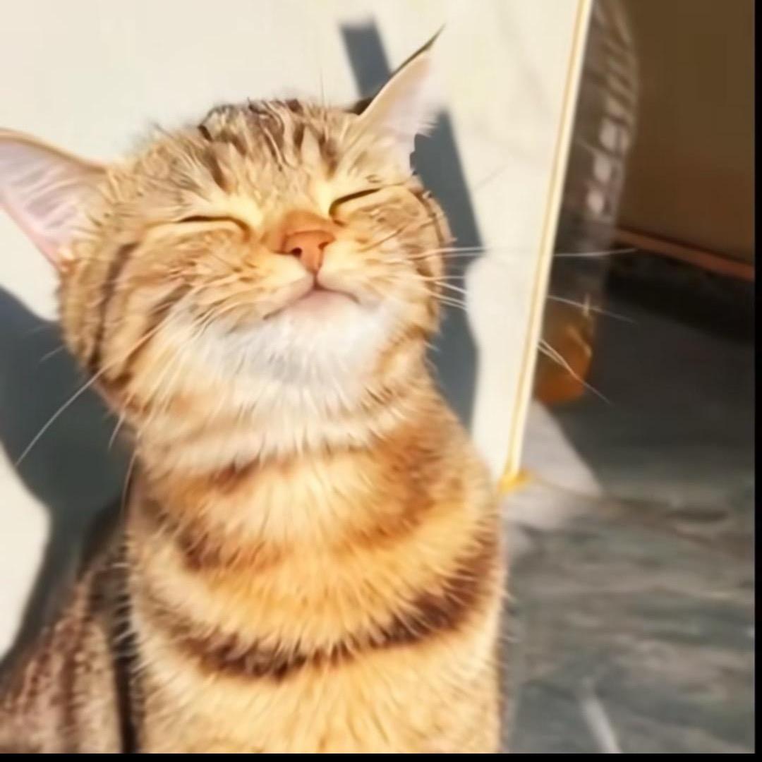 橙橙多