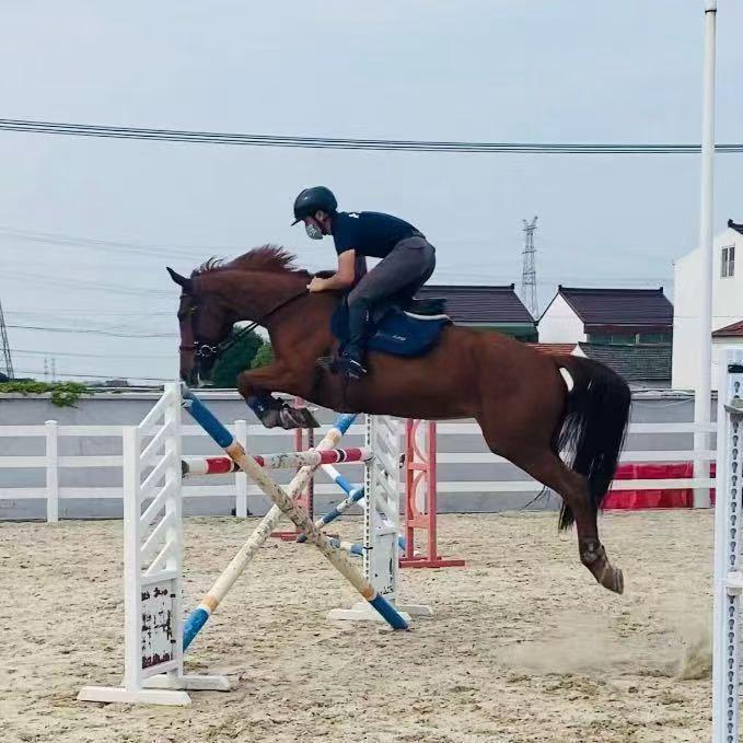 🏆苏东🐎