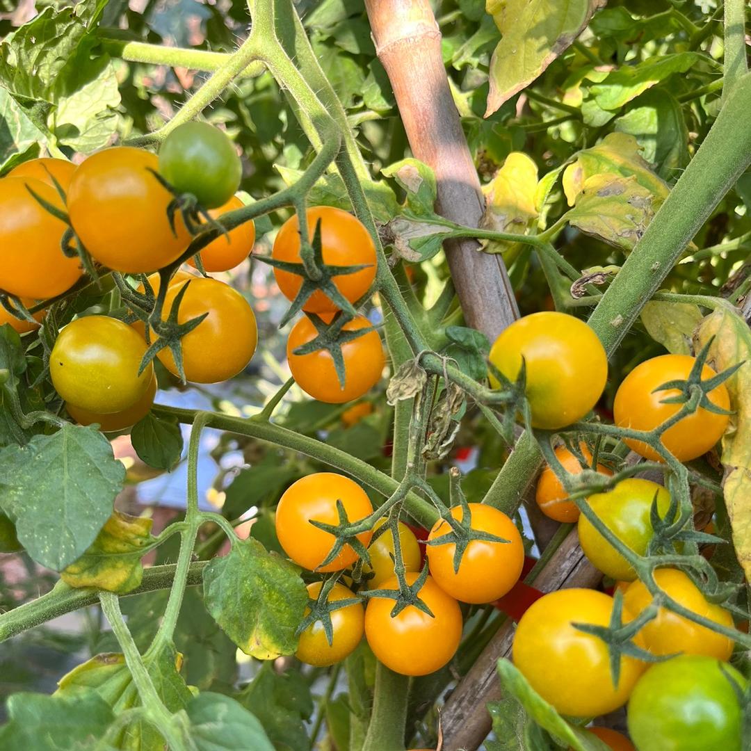 小张水果蔬菜批发