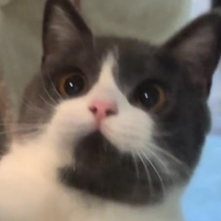 修猫日记
