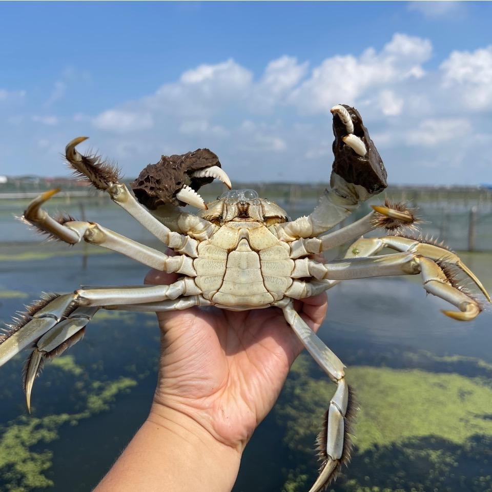 阳澄湖大闸蟹
