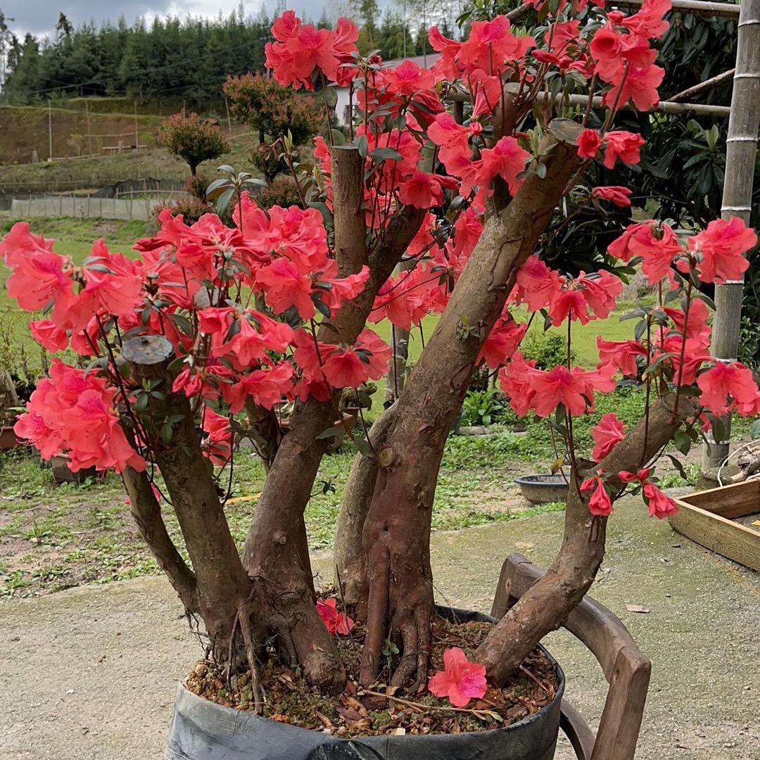 宜丰县小忠哥盆景