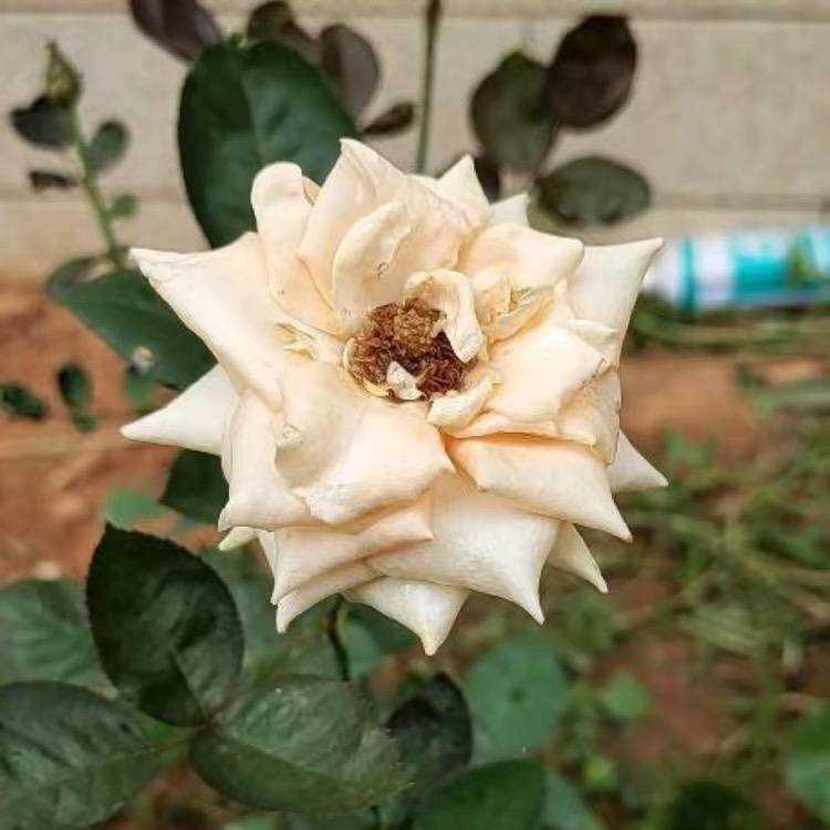 科伊柏好物商贸店