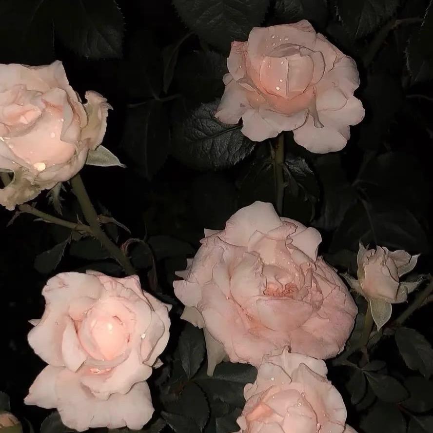 🤍·