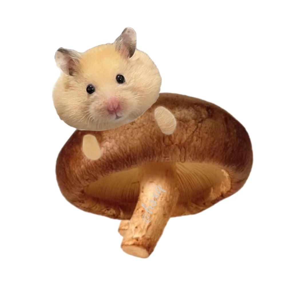 小菁炖蘑菇