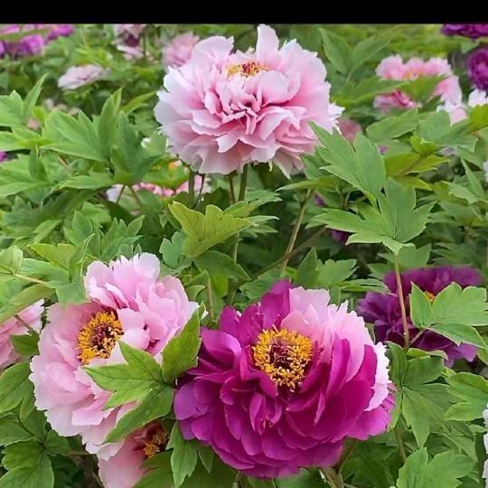 花好月圆