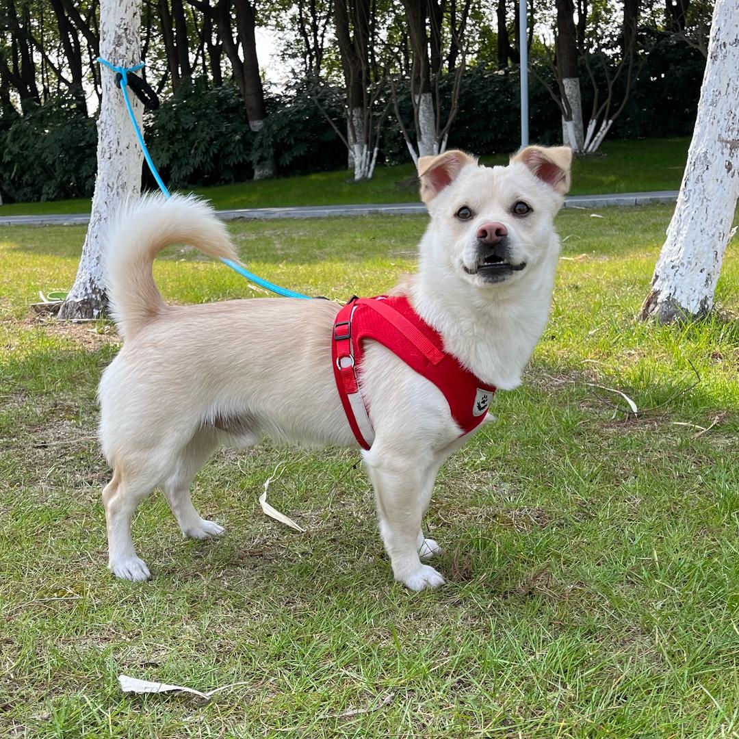 豆豆🐶