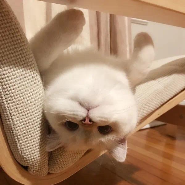 小猪稀里呼噜酱