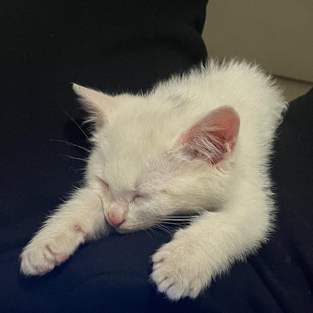 嗷嗷上进的饺子