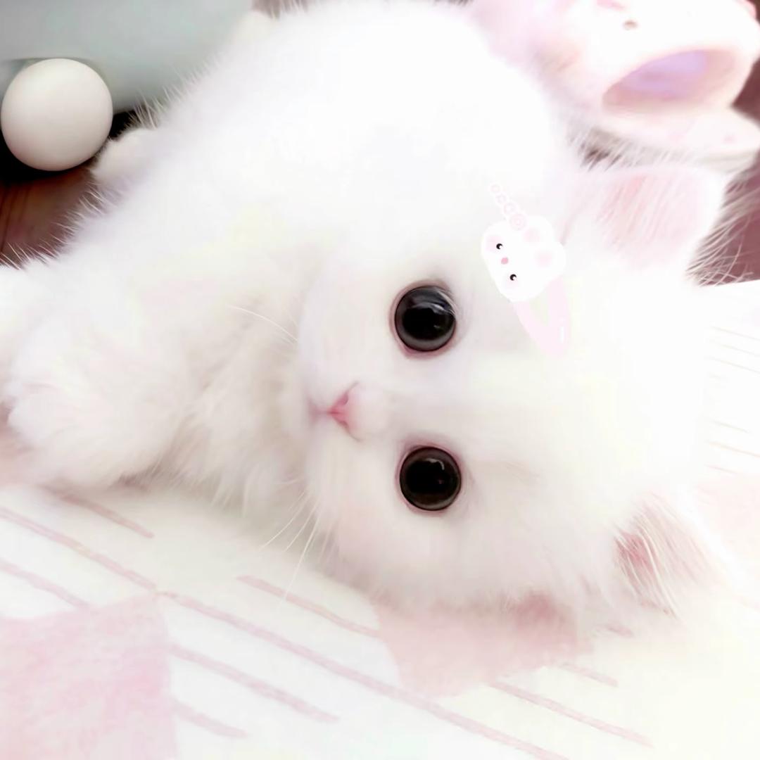 萱萱