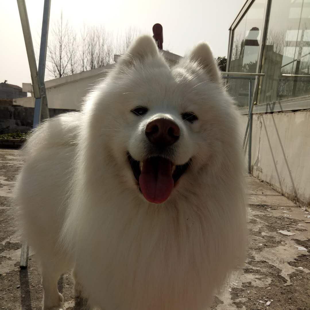 一休是只萨摩耶