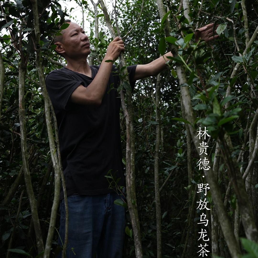 林贵德野放乌龙茶