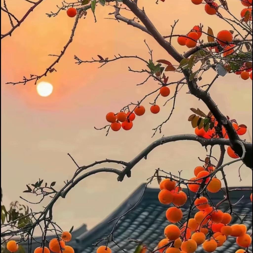 六廿三