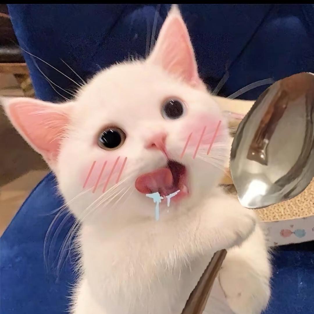 红警高小猫🐱