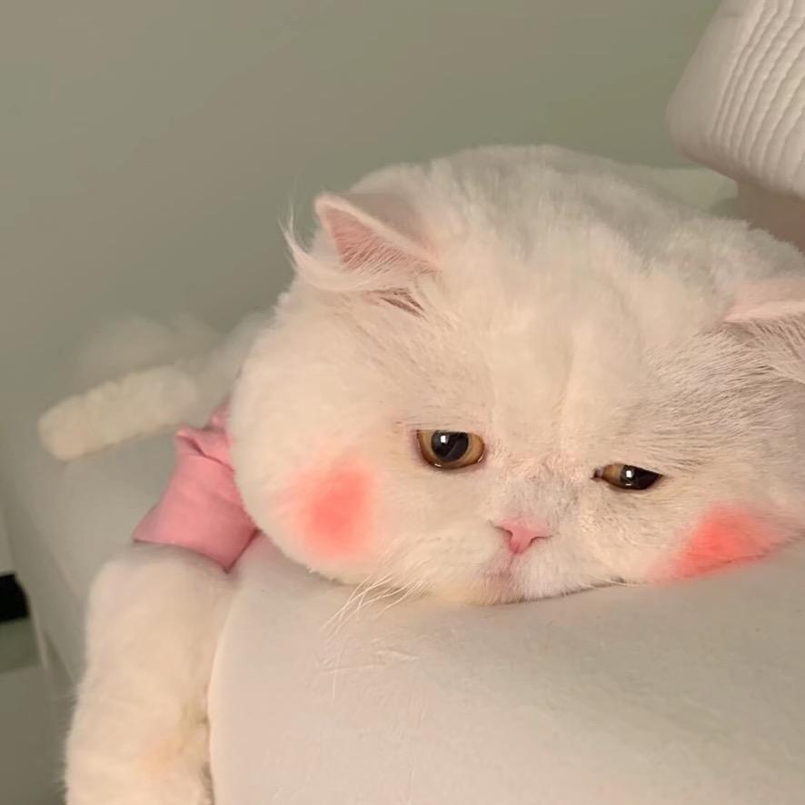 一位刷抖音的美女子