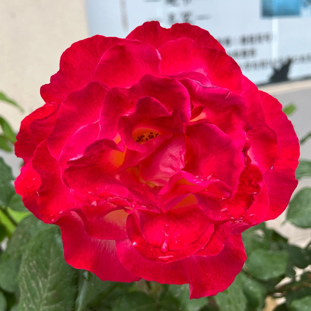 人生若只如初见