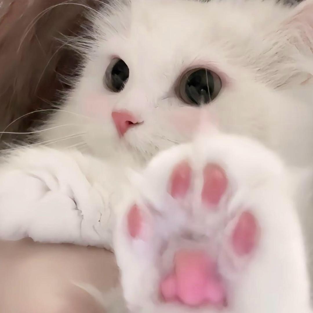 catronir