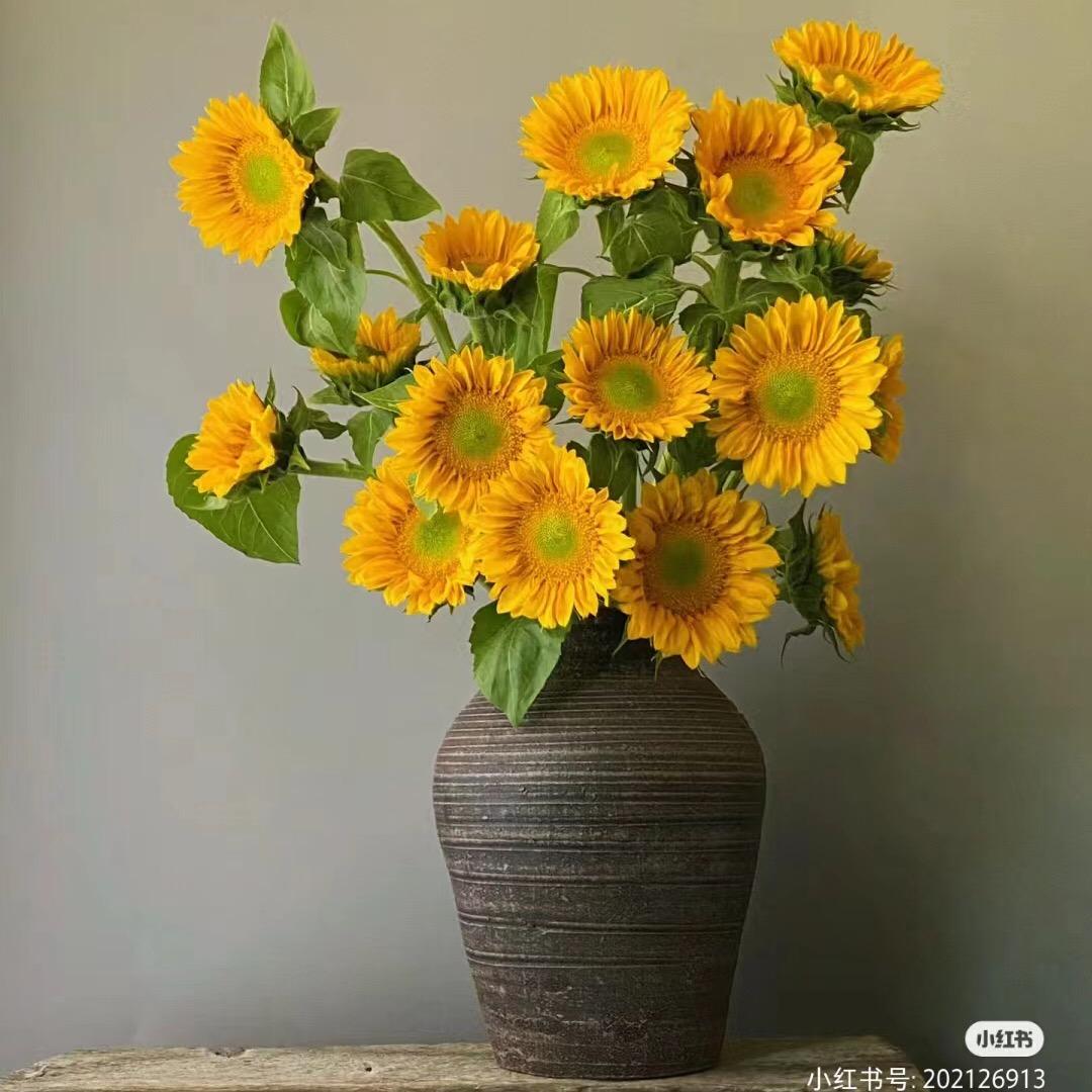 杏林开花
