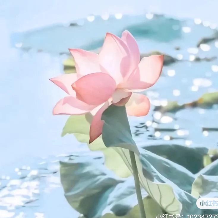 青莲轩茶器