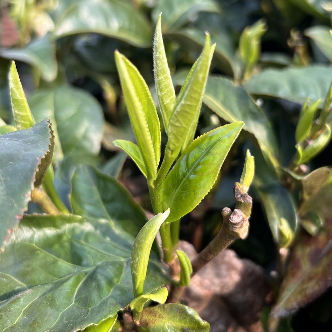 英德市石牯塘镇鸿茗茶业