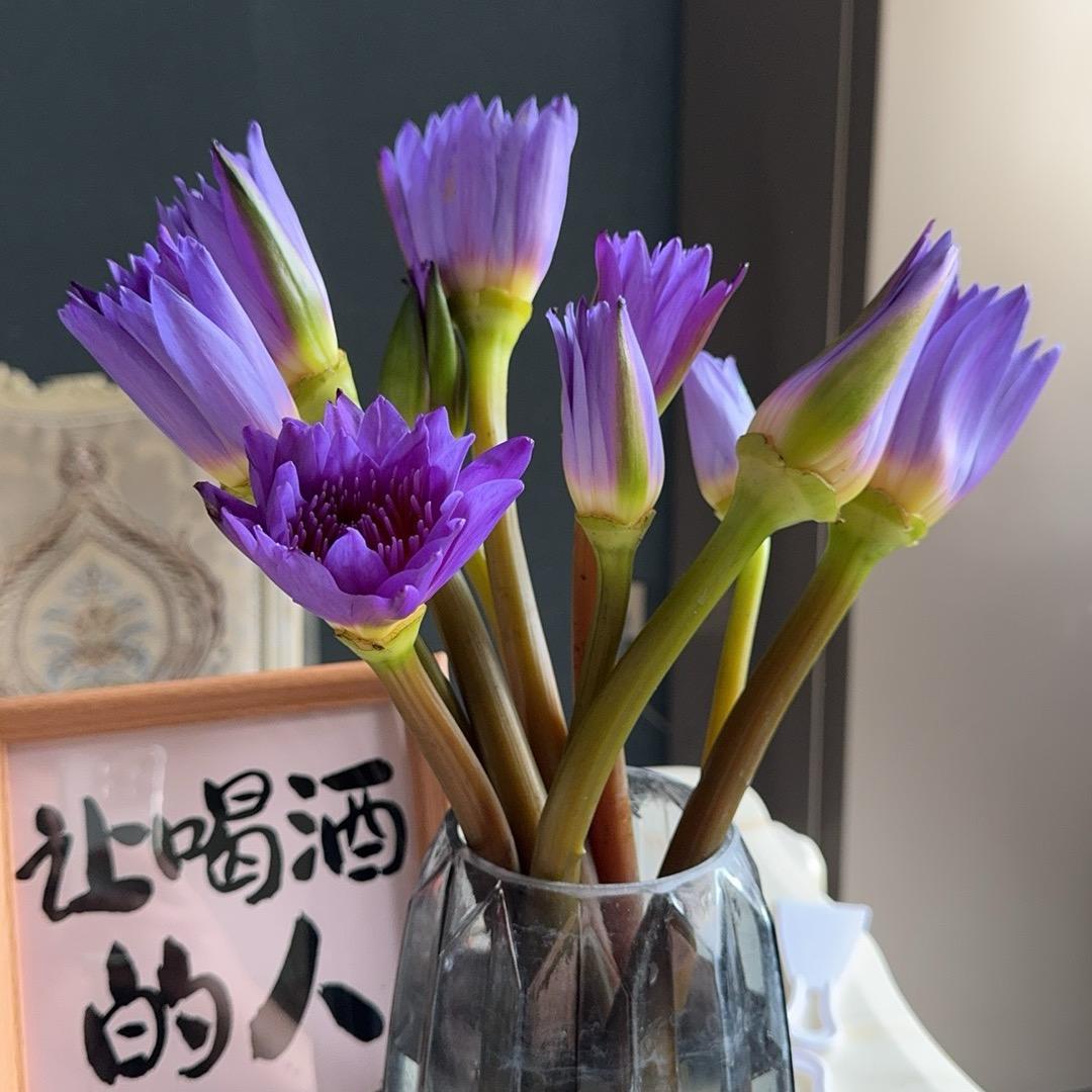 不二的璐（初一）