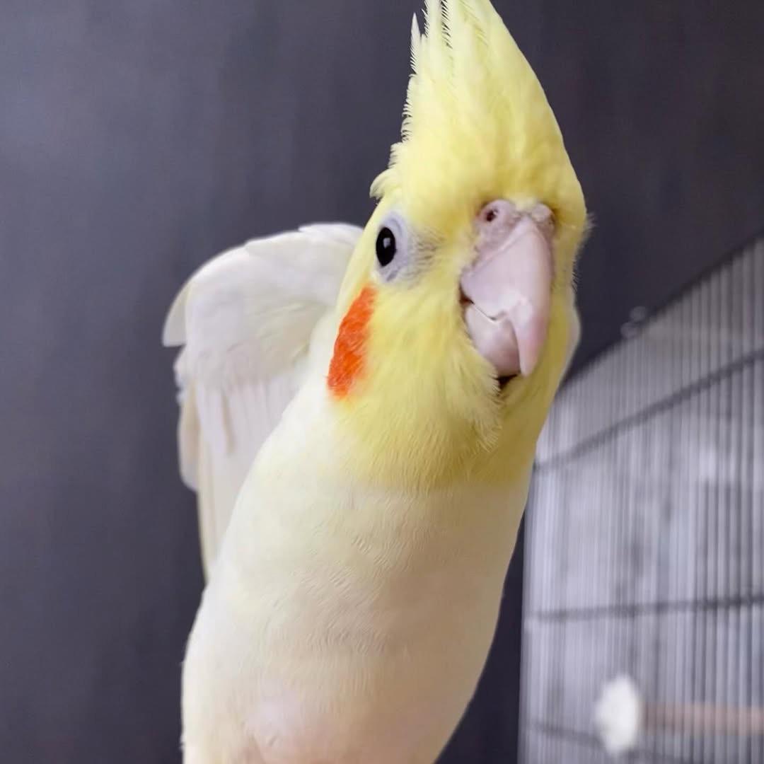 啾啾鹦宠