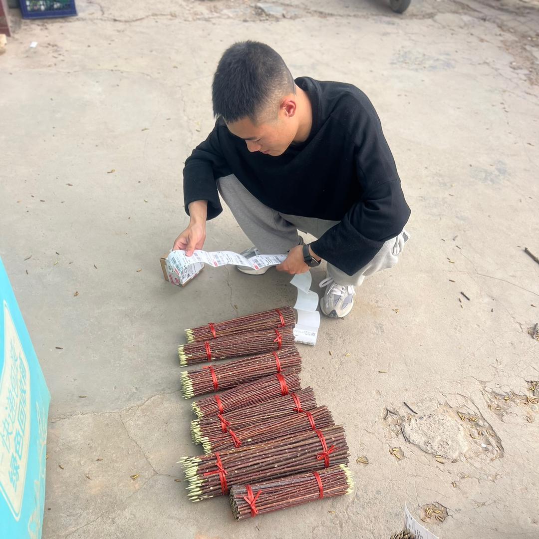 上上签红柳枝加工厂的头像