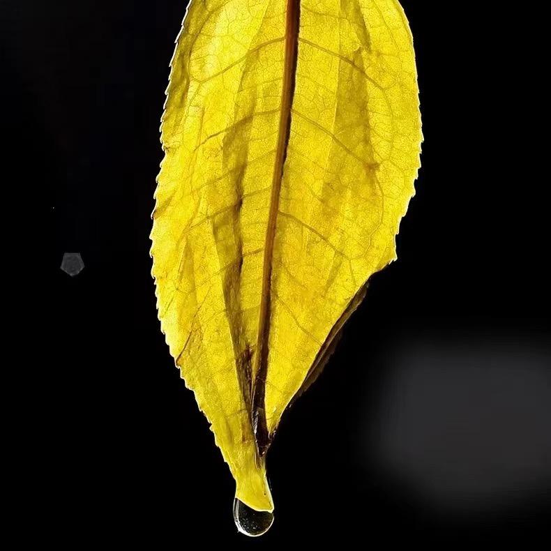 🍃梅子的茶