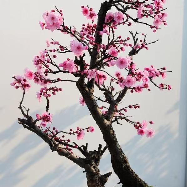 静静盆景花卉