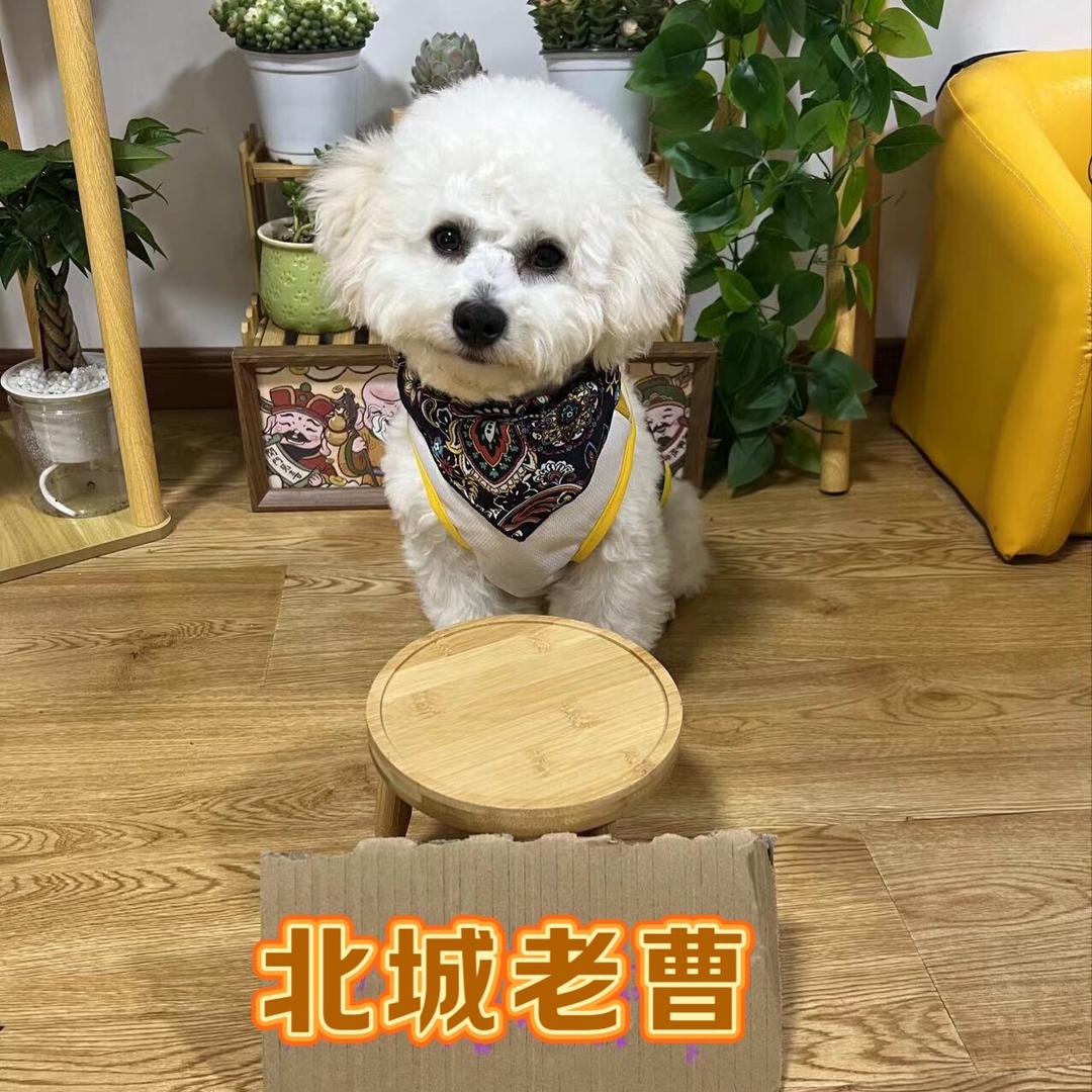 北城老曹
