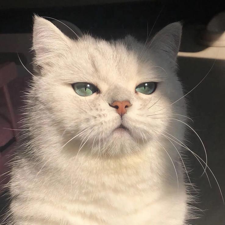 意气风发猫十八