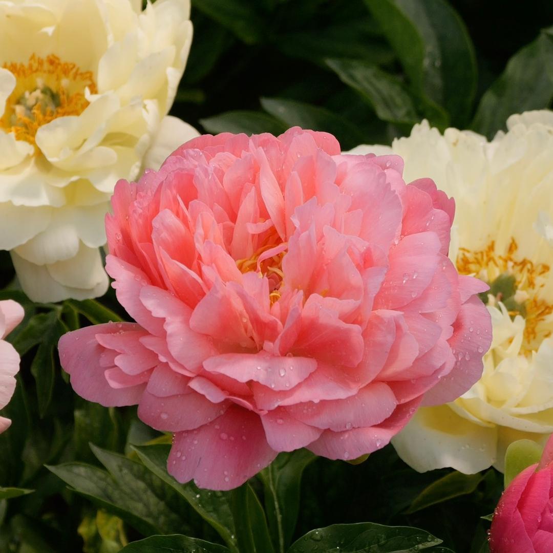 山东雍容锦芍药