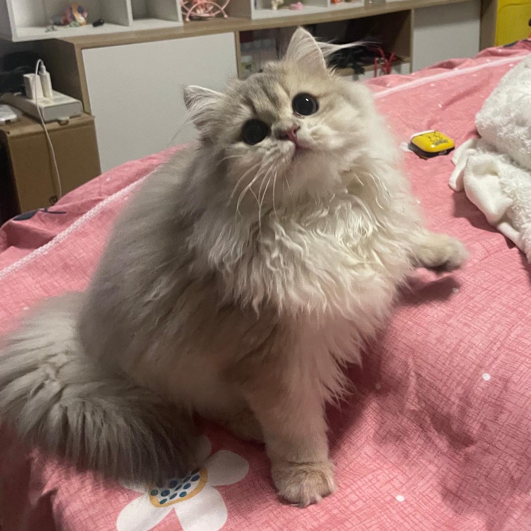 招财点点是只猫