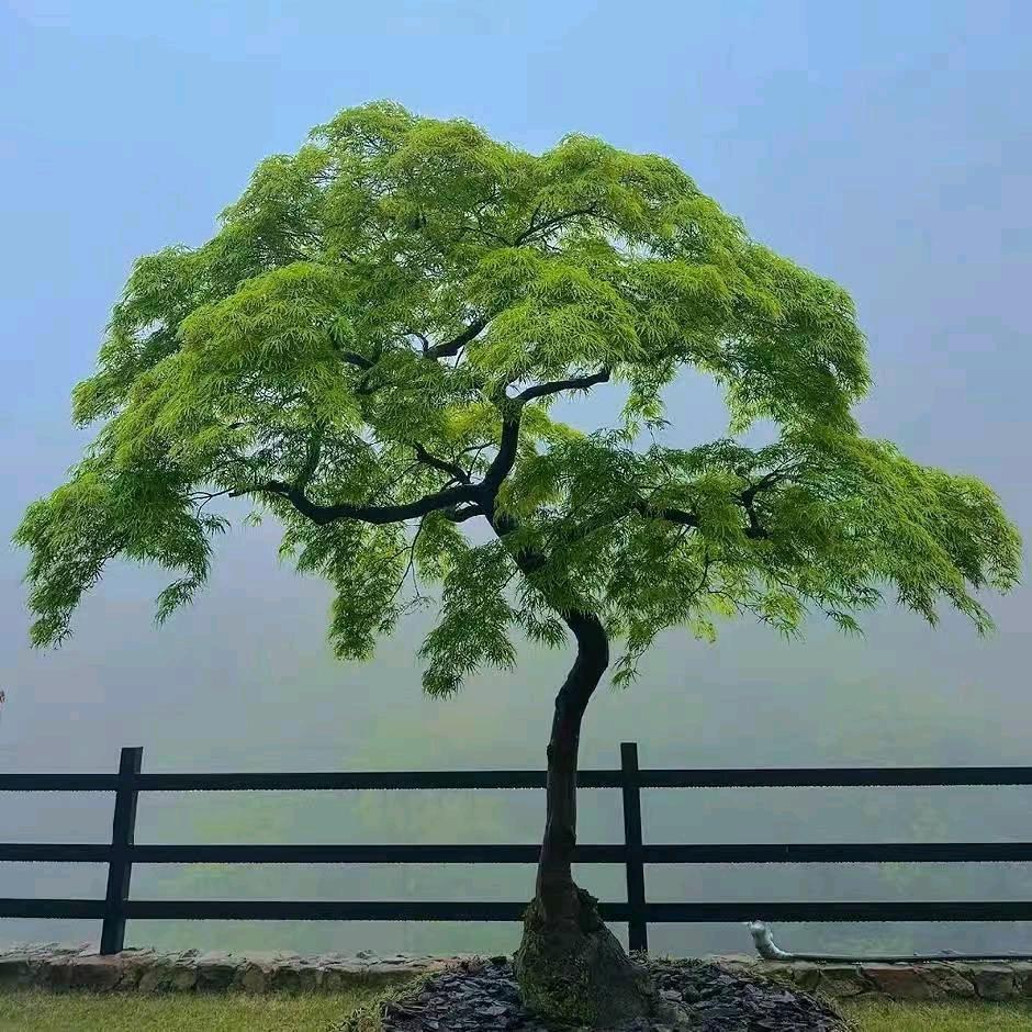 燕子花卉